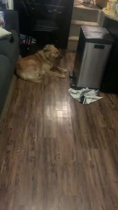 DOOOG!