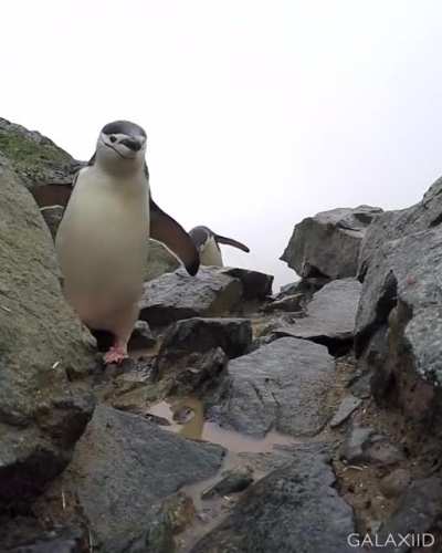 Chinstrap Penguins are generally considered to be the most aggressive and ill-tempered species of penguin. They're easily identifiable because they look like they're wearing a black helmet, hence the name.