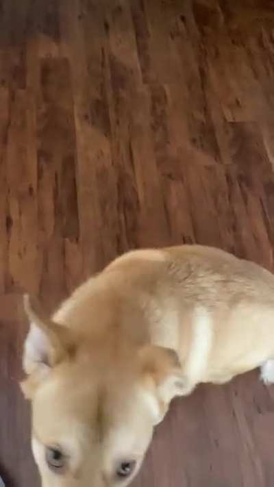 I see your dog trying to roll over so here&rsquo;s mine