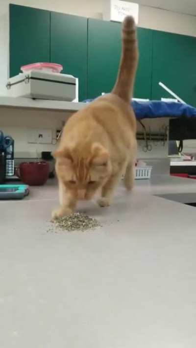 A cat discovering the joys of catnip.