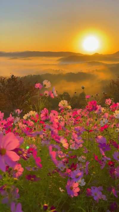 Sunrise In Hiroshima Prefecture, Japan