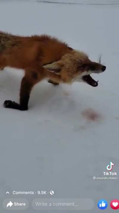 Animals frozen solid middle of fight