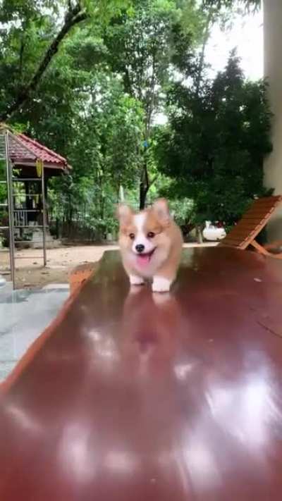 So fluffy and cute.