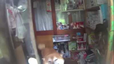 Doge bakkal