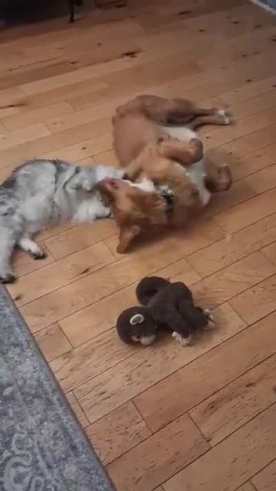 Nova Scotia vs Maine (Coon) part II