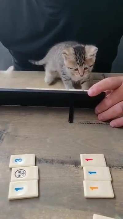 Vicious Criminal Causes Mayhem