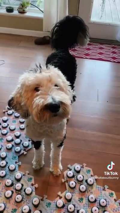 Dog "speaks" using buttons - incredible