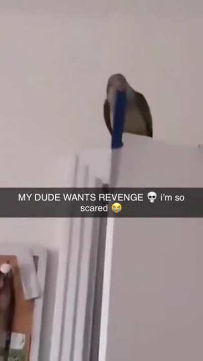 Birb