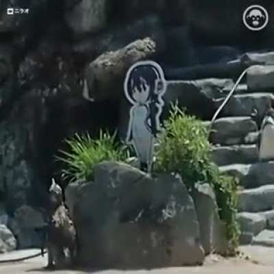 La tr&aacute;gica historia detr&aacute;s del ping&uuml;ino pvto