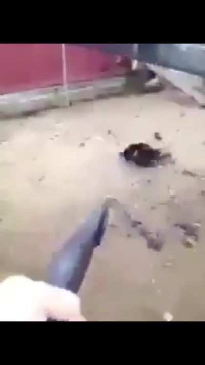 Chicken go brr