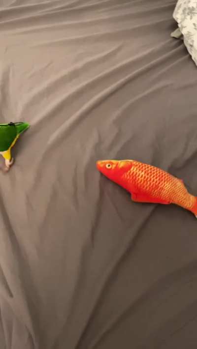 Fun with fish at Shadow&rsquo;s house