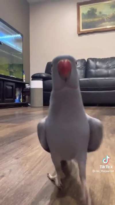 Birb has a message for you
