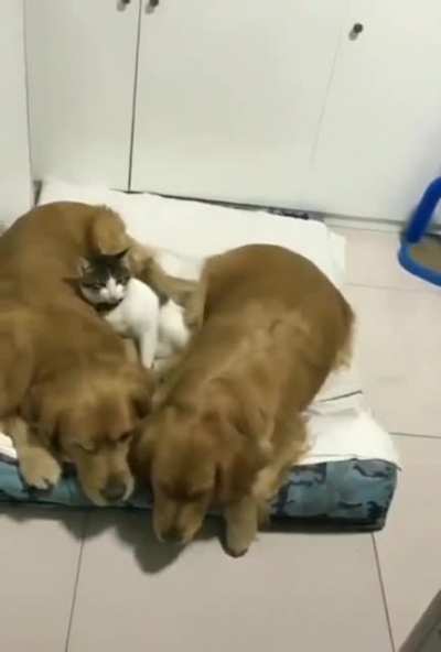 Kitty sammich.