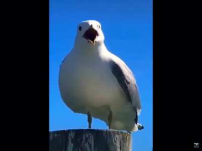Ho trovato questo mini-video di tre secondi su youtube e ho pensato che ci si potrebbero fare tanti memes; se vi interessa, il video si chiama "screaming seagull"