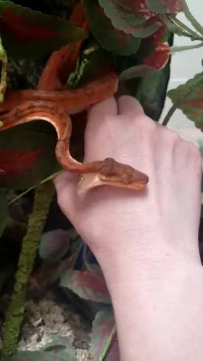I love my new snake. I think she loves me too