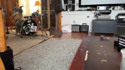 He&rsquo;s deaf and doesn&rsquo;t chew microphone cables. The perfect studio bun