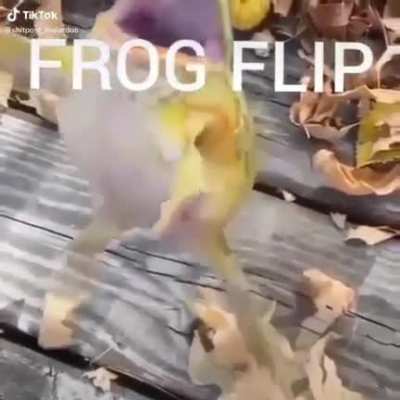 Bufo regularia flip