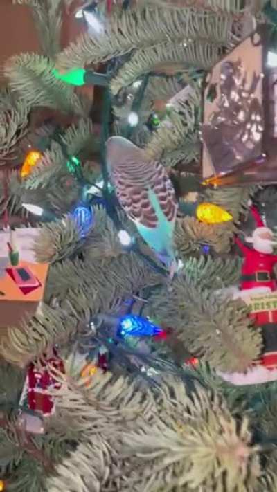 Sky the Christmas tree climbing budgie❤️🧗&zwj;♂️🎄