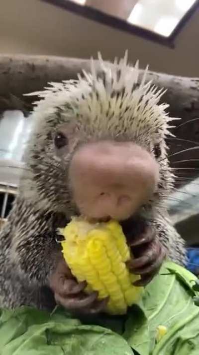 Porcupine eating corn