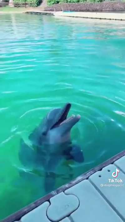 Flipper understood the assignment