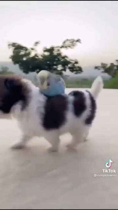 Немного милоты