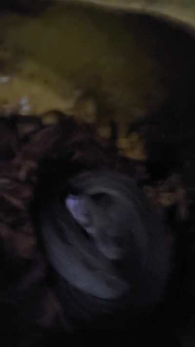 His first night.. he was so terrorized.