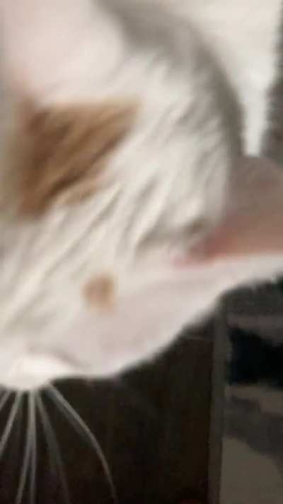 The screamer