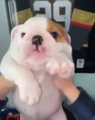 UwU