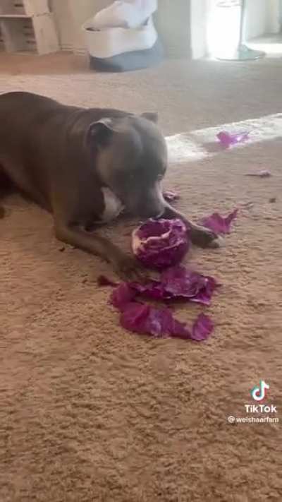 She&rsquo;s gonna have cabbage farts
