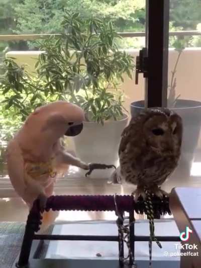 Owl and Cockatoo