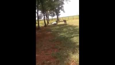 Cow tries to headbutt a sheep but gets his neck snapped in the process.