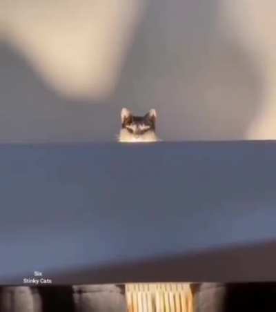 For anyone having trouble viewing the video in our lord and savior DFV's tweet