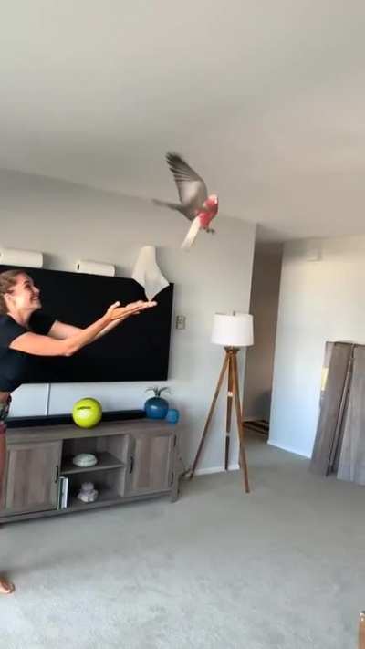 May he rest in peace. Some say that the bird is still on the run to this day