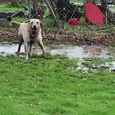 Stevie&rsquo;s graduated from tippy taps to slammy whammies...when you&rsquo;ve got puddles, enjoy them!