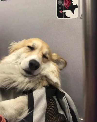 Backpack Passenger