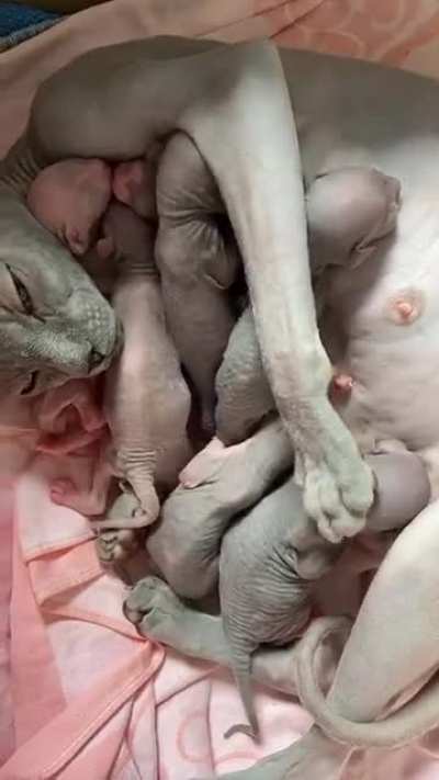 Sphynx cats just make me uncomfortable