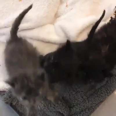 A chorus of kittens!