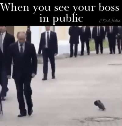 Putin Pigeon