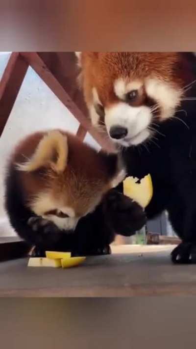Panda Baby is so adorable &amp;lt;3 &amp;lt;3 &amp;lt;3