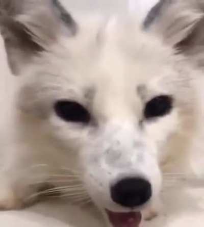 And the other fox responds