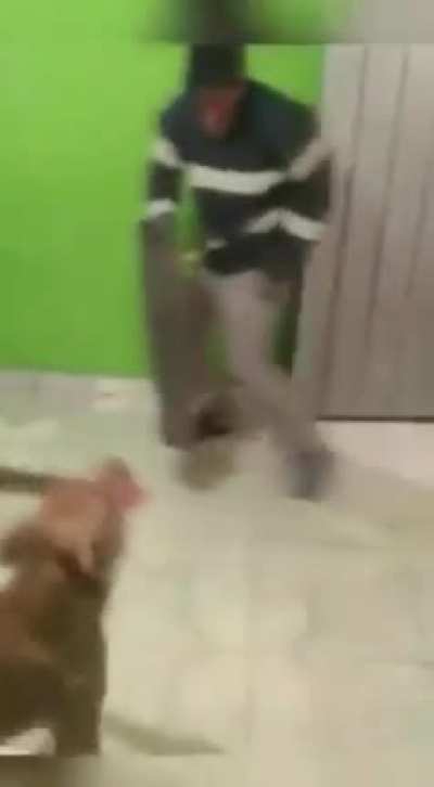 Huyyy mi perro