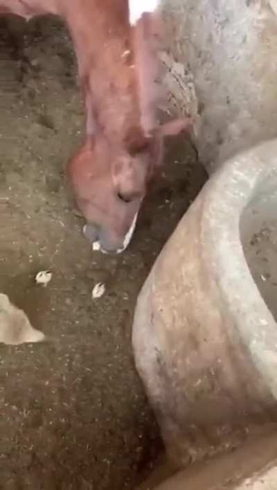 Fresh nugget