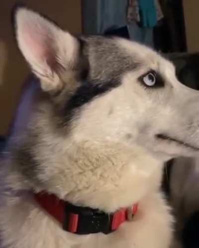 "it wasn't me"