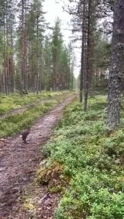 🔥 Smart hare evades the dog that is hunting it