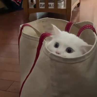 Slowest game of peekaboo ever !