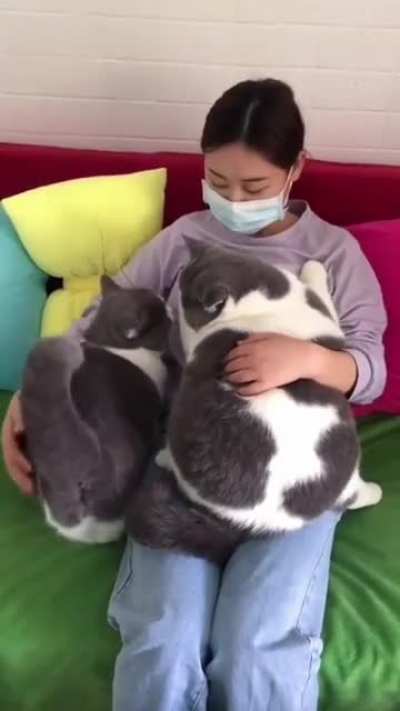 aw lord he CHONK
