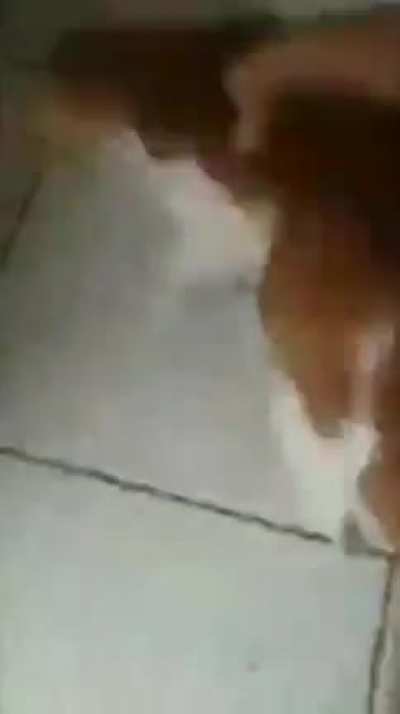 Moldy cat