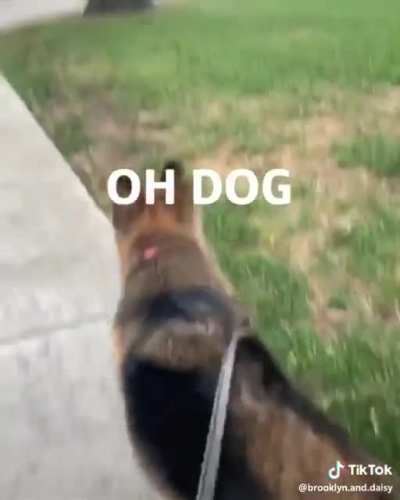Squirrel! Credit to brooklyn.and.daisy on TikTok.