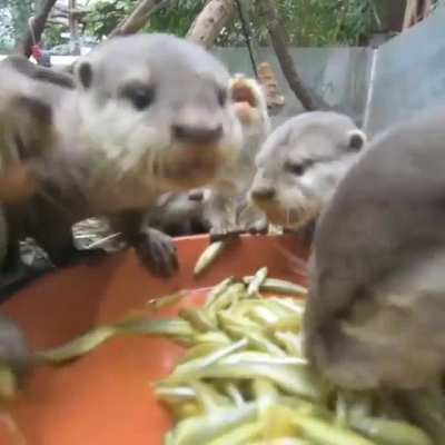 otter ASMR