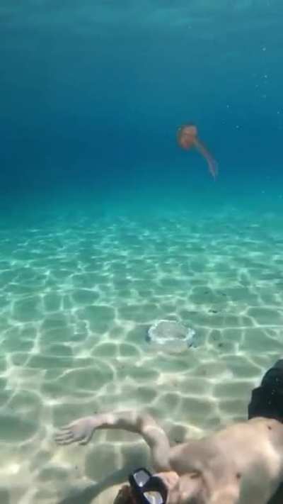 Blowing a water bubble under a jellyfish